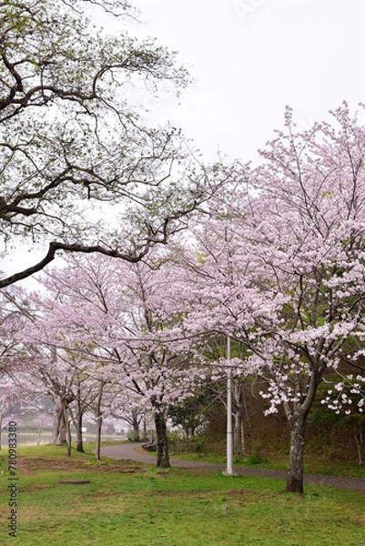 Obraz 春の大百池公園