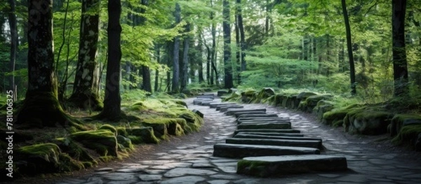 Obraz The winding path leads through a thick forest with tall trees and green foliage