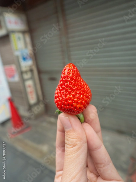 Obraz Red strawberries in my hand at the Japanese fresh market in Osaka.