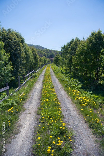 Obraz 黄色の花が咲く新緑の中の一本道