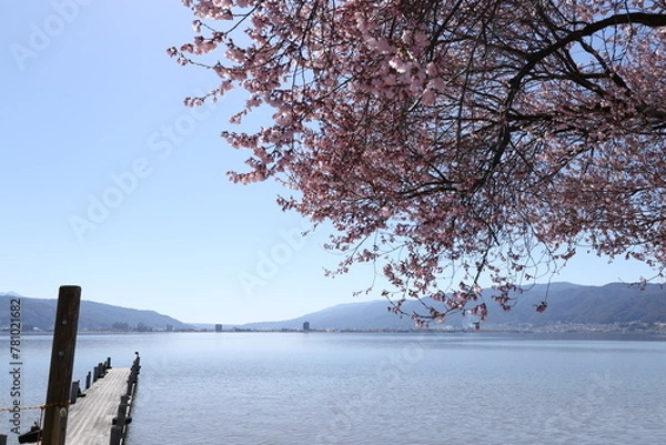 Obraz 桜咲く諏訪湖