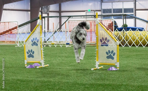 Fototapeta Sheepadoodle jumping