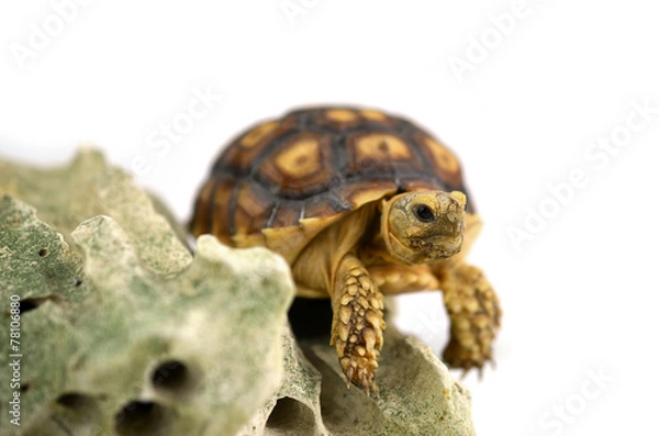 Fototapeta Turtle with stones isolated on white background.