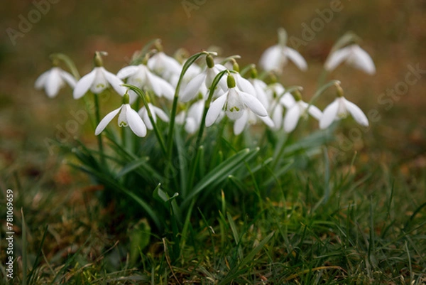 Obraz Snowdrop flowers bloomed in early spring.