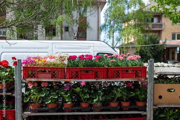 Fototapeta Various potted flowers, open-air flower market