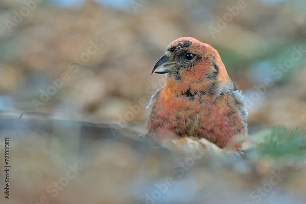 Fototapeta A White-winged Crossbill feeds on the forest floor in the Alaskan wilderness.
