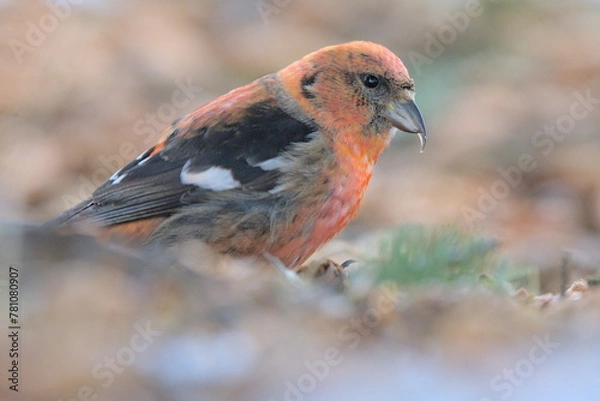 Fototapeta A White-winged Crossbill feeds on the forest floor in the Alaskan wilderness.