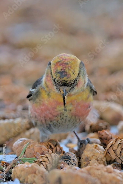 Fototapeta A White-winged Crossbill feeds on the forest floor in the Alaskan wilderness.