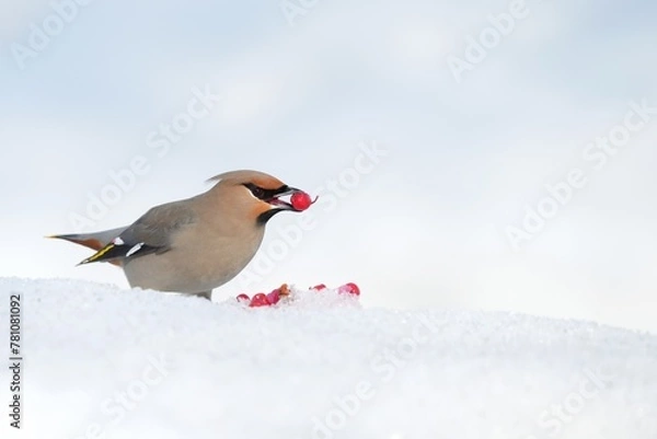Fototapeta Bohemian Waxwing feeding on red berries during the Alaskan winter