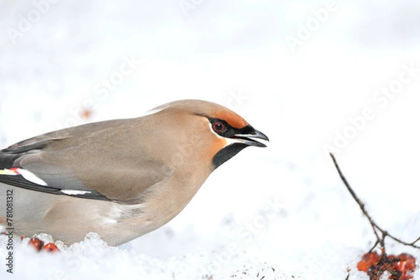Fototapeta Bohemian Waxwing feeding on red berries during the Alaskan winter