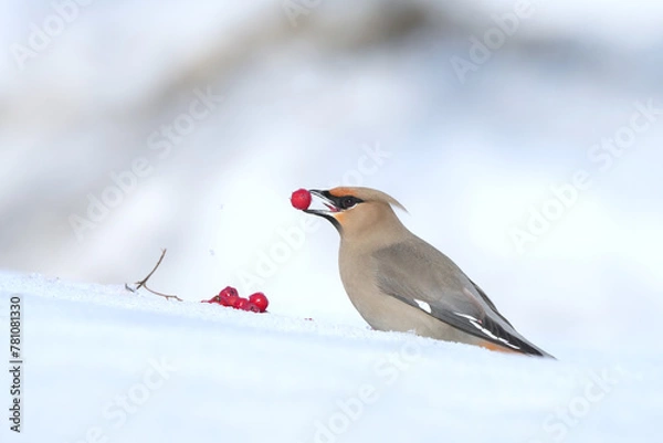 Fototapeta Bohemian Waxwing feeding on red berries during the Alaskan winter