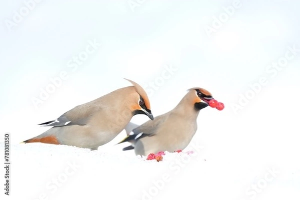 Fototapeta Bohemian Waxwing feeding on red berries during the Alaskan winter