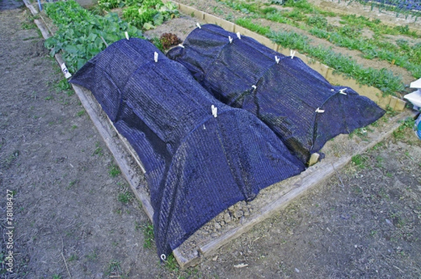 Obraz 家庭菜園の寒冷紗