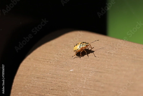 Obraz 何かの幼虫