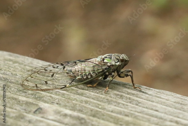 Obraz セミ　北海道