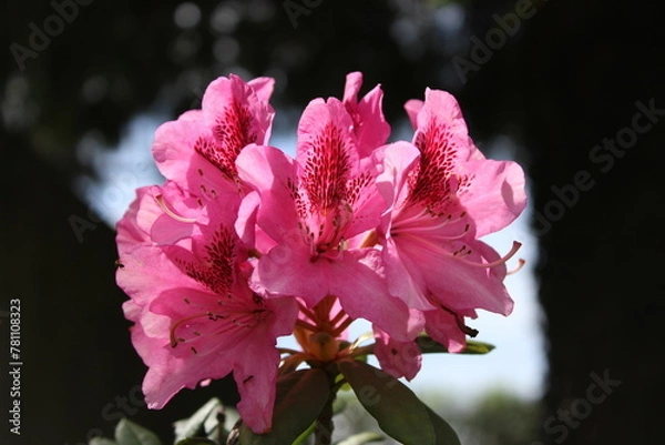 Obraz Rhododendron Macrophyllum
