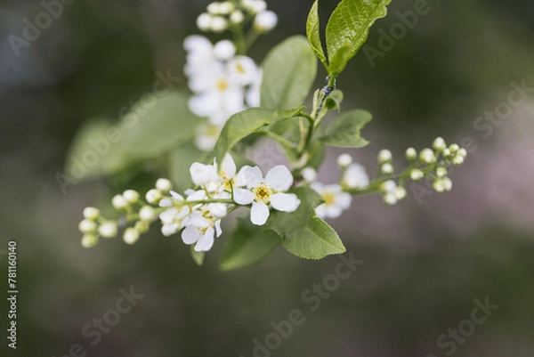 Obraz Zarte weiße Blüten und Knospen an einem Baum