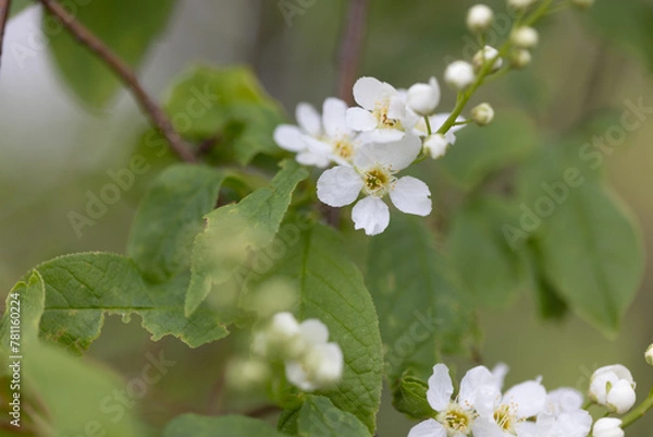 Obraz Zarte weiße Blüten und Knospen an einem Baum