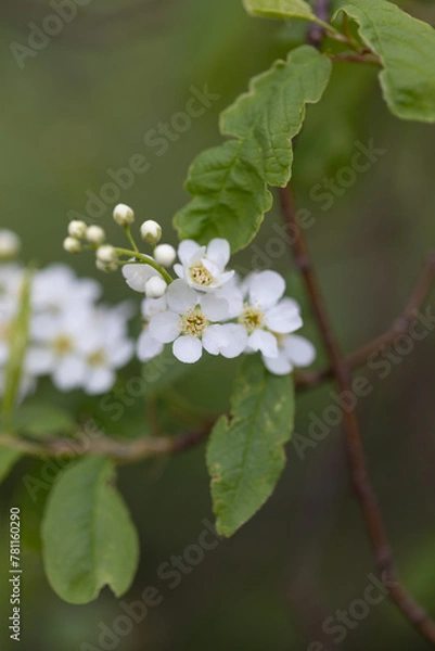 Obraz Zarte weiße Blüten und Knospen an einem Baum