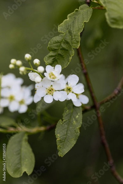 Obraz Zarte weiße Blüten und Knospen an einem Baum