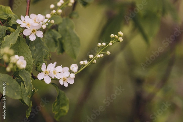 Obraz Zarte weiße Blüten und Knospen an einem Ast