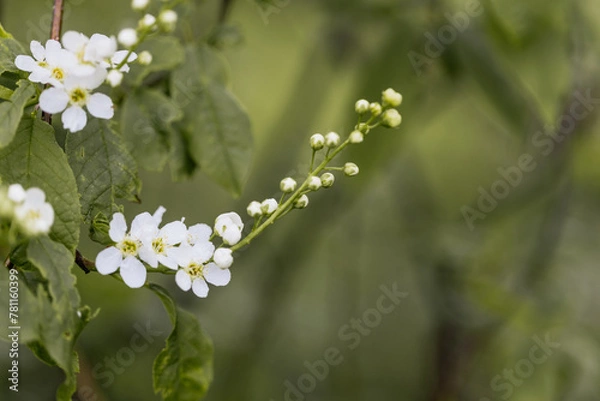 Obraz Zarte weiße Blüten und Knospen an einem Ast