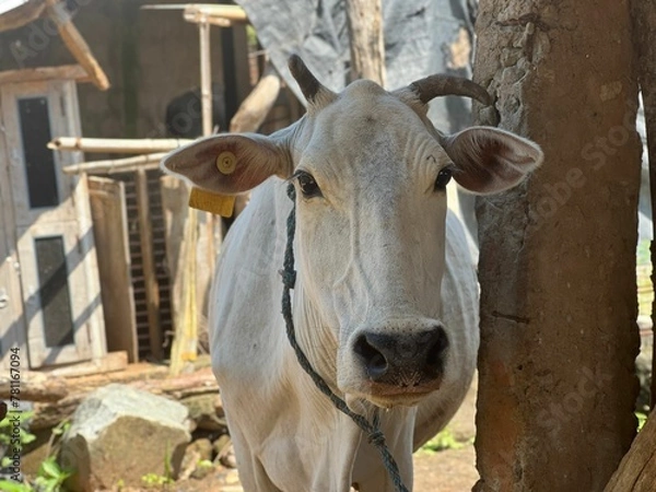 Fototapeta Ox roped to a tree in a barn