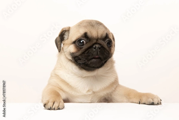 Fototapeta pug puppy on white background