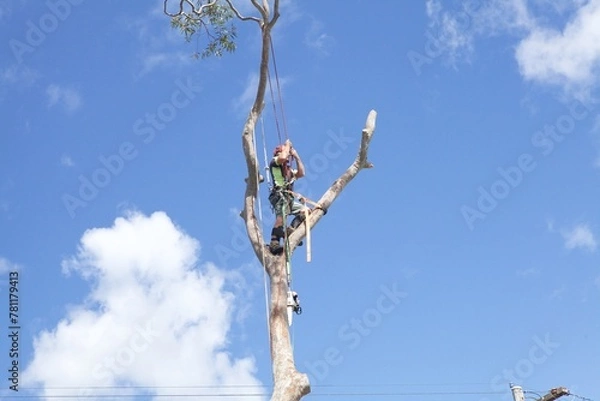 Fototapeta Arborist 3