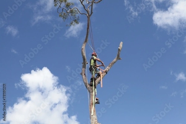Fototapeta Arborist 2