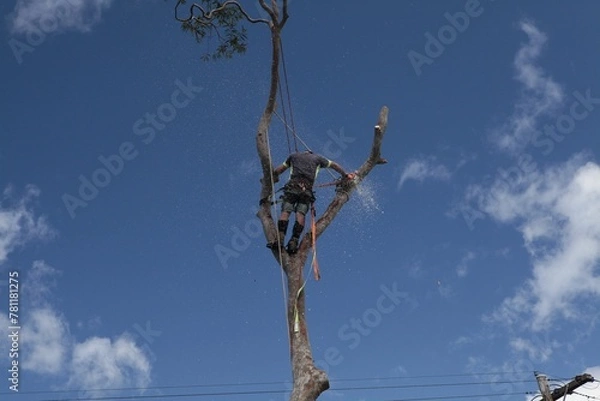 Fototapeta arborist 1