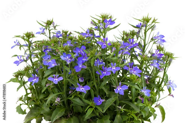 Obraz A sprig of blue lobelia on a white background.
