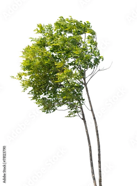 Fototapeta isolated tree