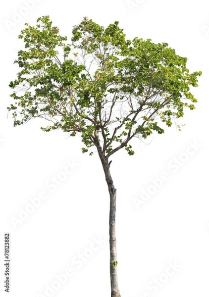 Fototapeta isolated tree