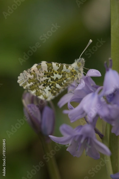 Obraz Orange tip butterfly newly emerged