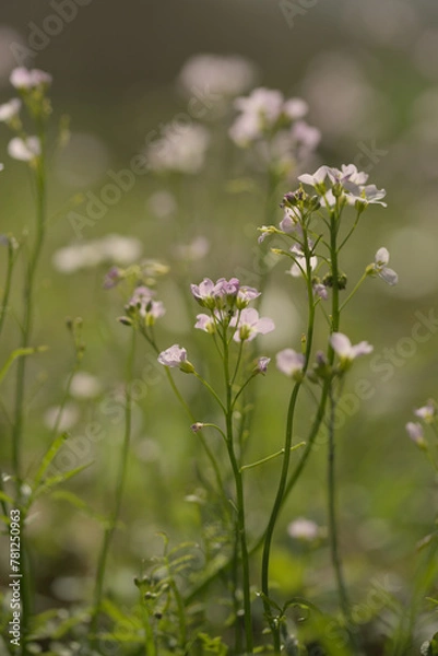 Obraz cuckoo flowers in spring