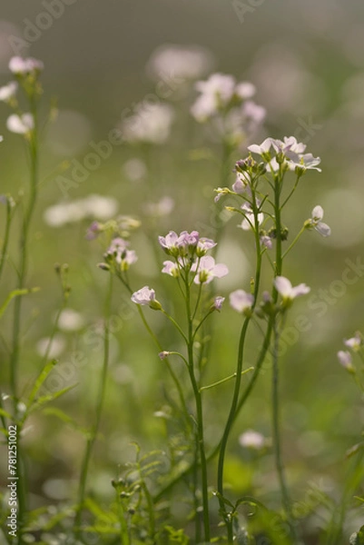 Obraz Cuckoo flowers in spring