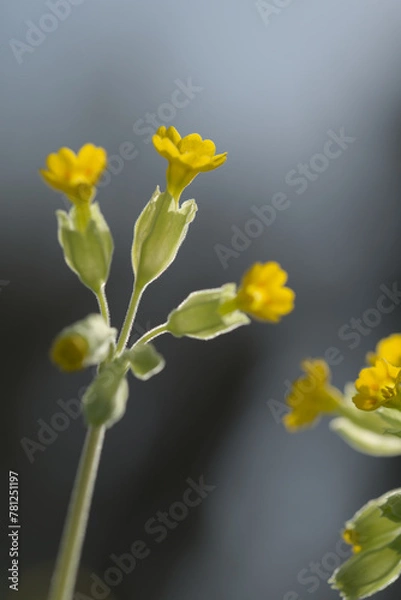 Obraz Cowslip blooming in spring