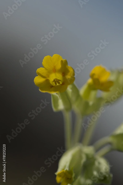 Obraz Cowslip blooming in spring