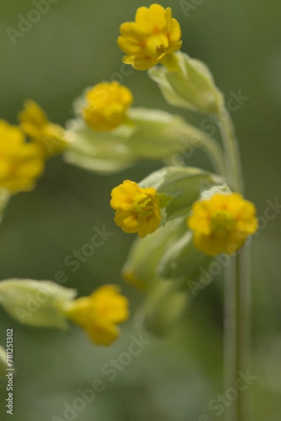 Obraz Cowslip blooming in spring