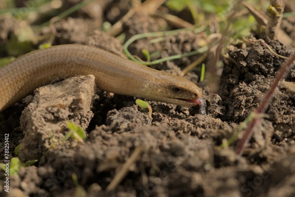 Obraz Adult male slow worm