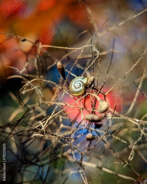 Fototapeta Little snail on the bush