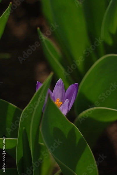 Obraz a flower hidden behind a leaf