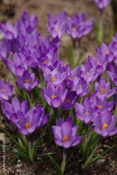Obraz purple crocuses in the garden