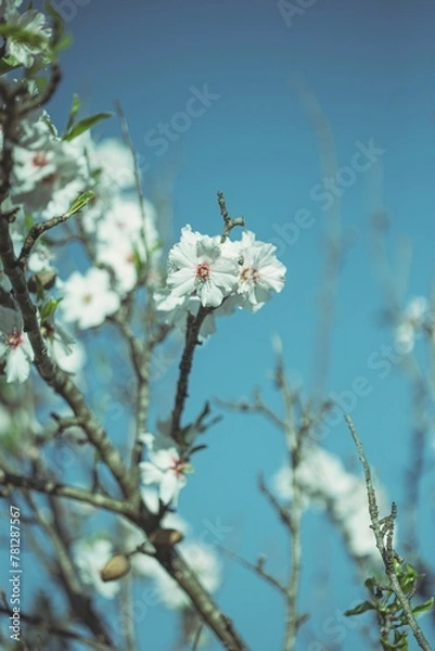 Obraz tree blossom