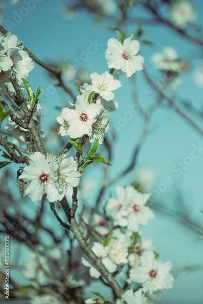 Obraz Blossom in spring