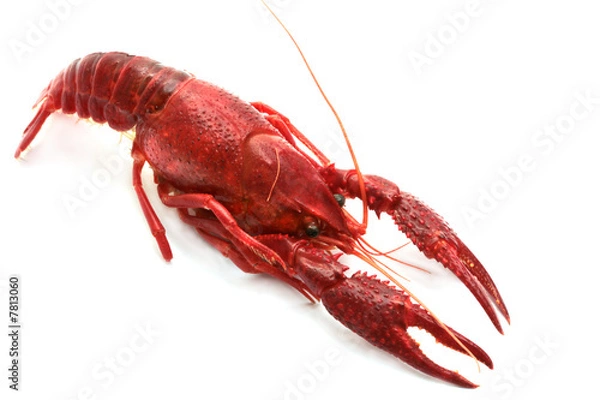 Fototapeta red crawfish on white background