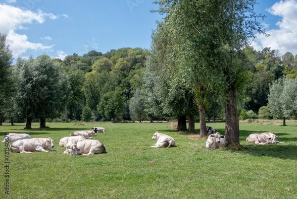 Fototapeta Dikbil vleeskoeien liggen rustig te herkauwen in het weiland in Zuid- Limburg