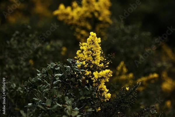 Obraz Yellow flowers