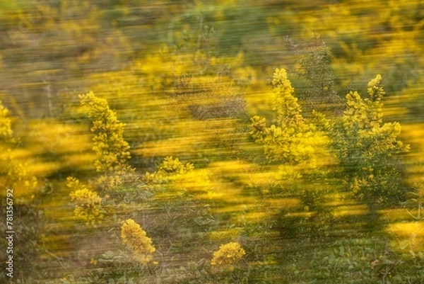 Obraz Yellow flowers